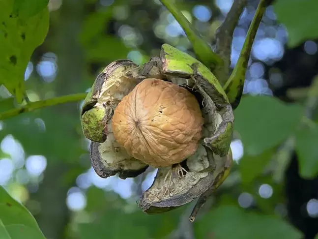 walnut para sa potency
